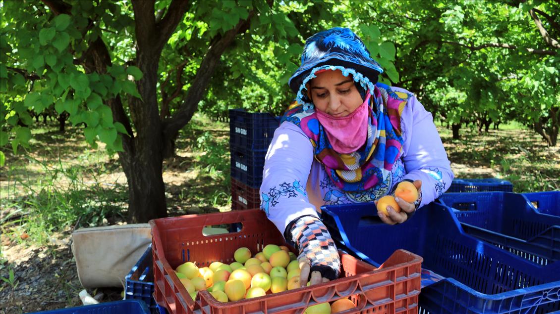 Suriyeli tarım işçilerinin zorlu ramazan mesaisi
