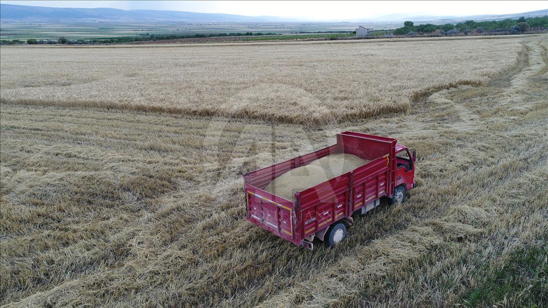 Arpa hasadı verimsiz başladı