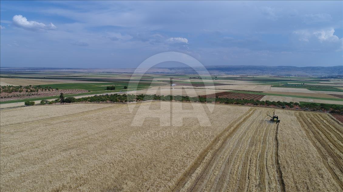 Arpa hasadı verimsiz başladı