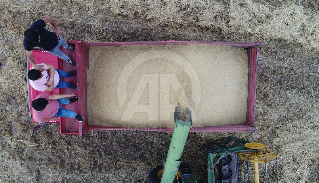 Arpa hasadı verimsiz başladı