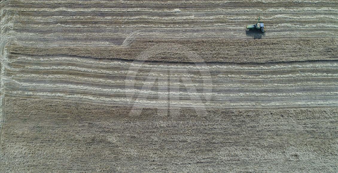 Arpa hasadı verimsiz başladı