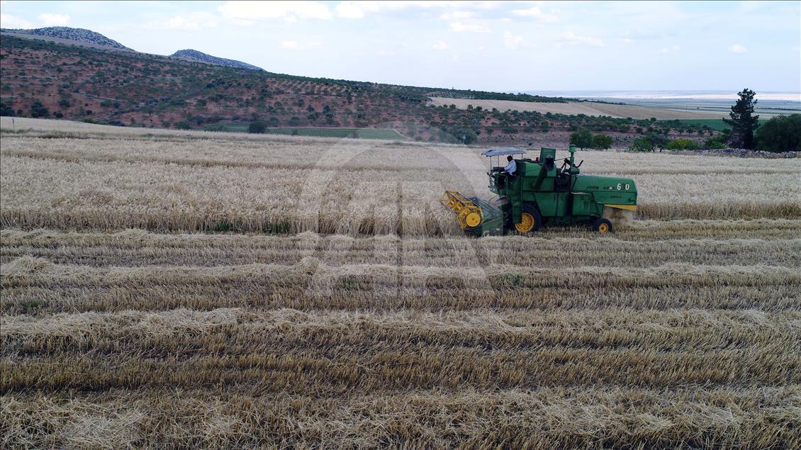 Arpa hasadı verimsiz başladı