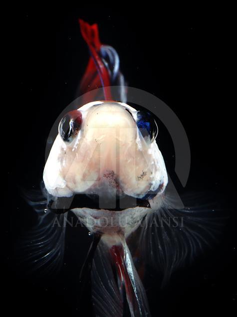 Beautiful Betta fish varieties