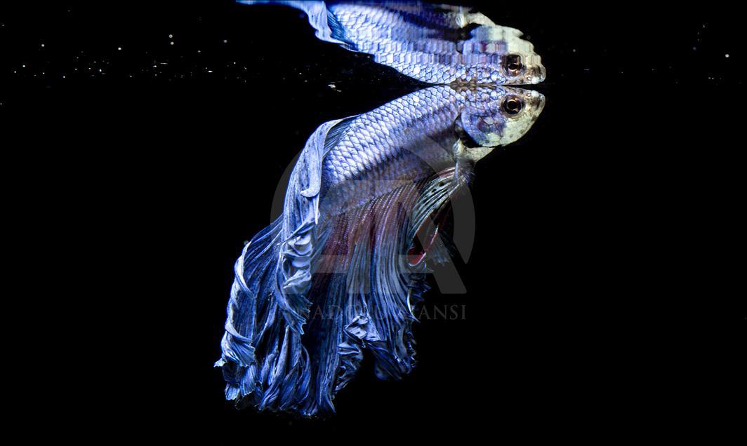 Beautiful Betta fish varieties