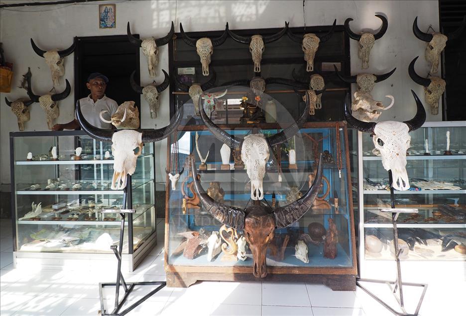 Cráneos de búfalo se convierten en artesanías en Indonesia
