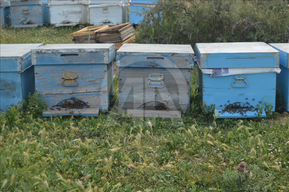 Gezginci arıcılar “çiçek balı” için Kocatepe'yi tercih ediyor