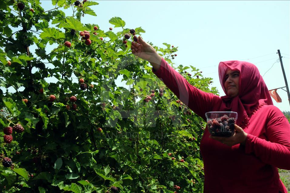 Osmaniye'de erkenci böğürtlen hasadı başladı
