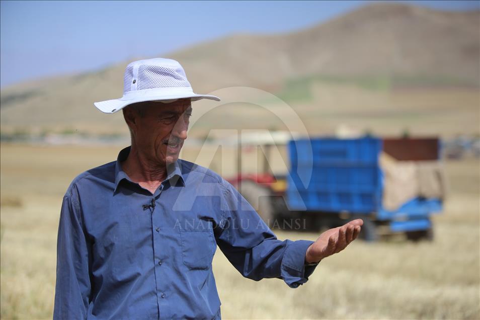 سلێمانی.. وەرزی دروێنەی دانەوێڵە