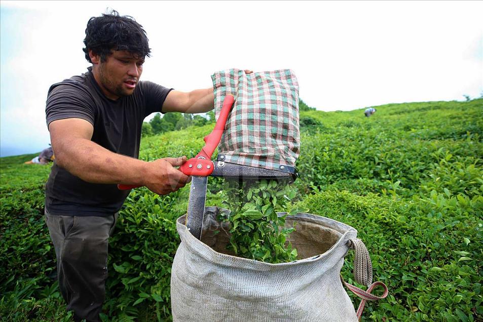 La cosecha de plantas de té en Rize, Turquía