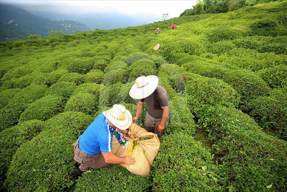La cosecha de plantas de té en Rize, Turquía