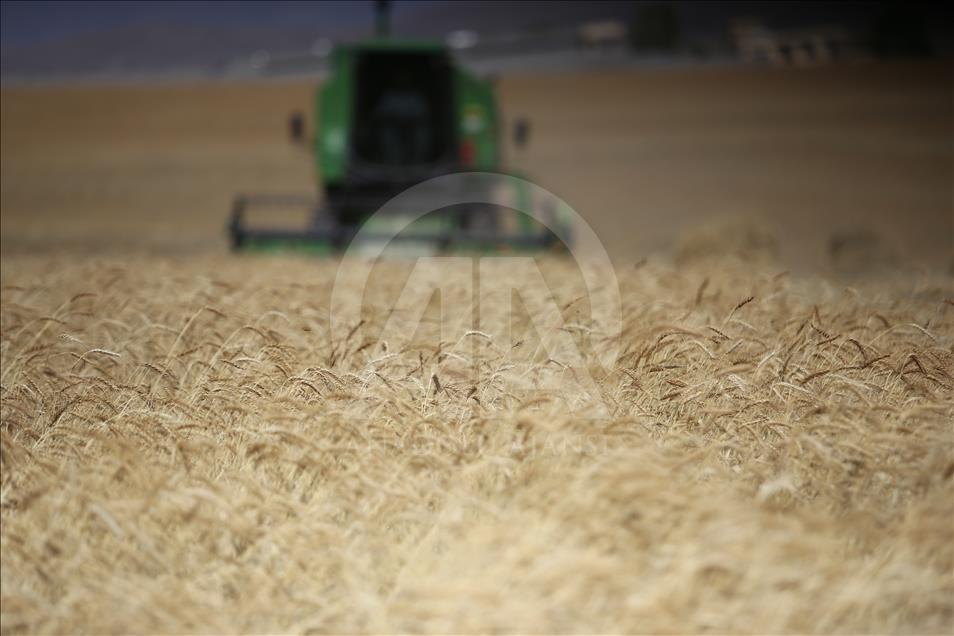 سلێمانی.. وەرزی دروێنەی دانەوێڵە