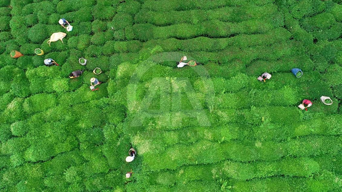 La cosecha de plantas de té en Rize, Turquía