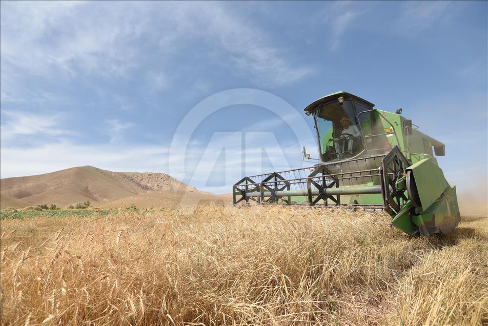 سلێمانی.. وەرزی دروێنەی دانەوێڵە