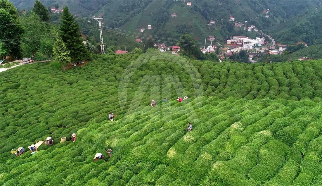 La cosecha de plantas de té en Rize, Turquía
