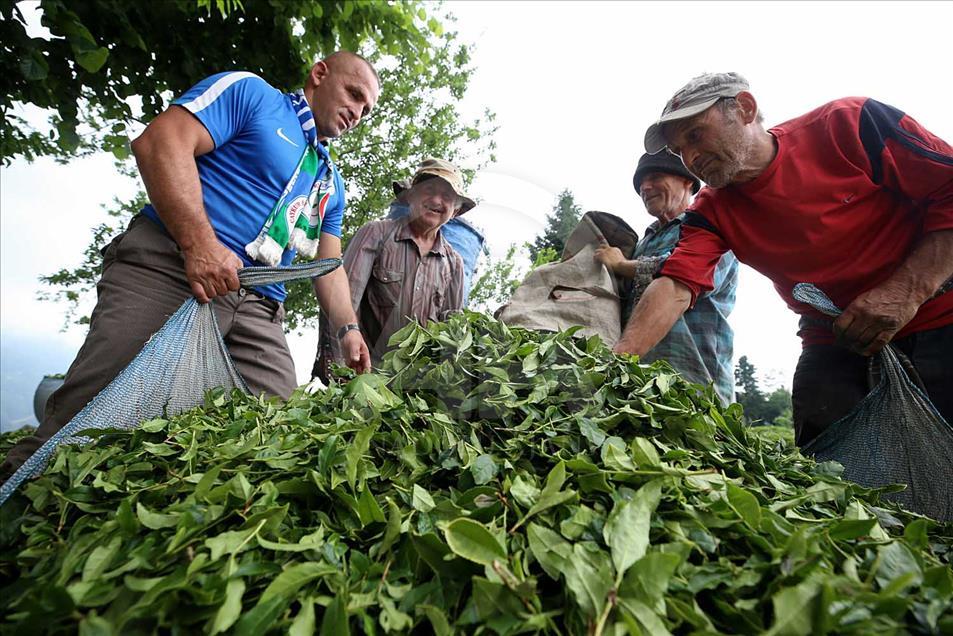 La cosecha de plantas de té en Rize, Turquía