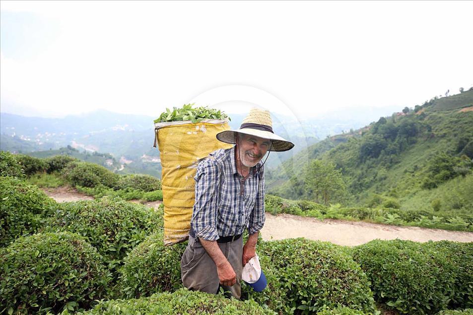 La cosecha de plantas de té en Rize, Turquía
