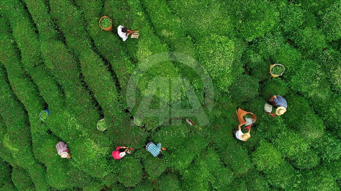 La cosecha de plantas de té en Rize, Turquía