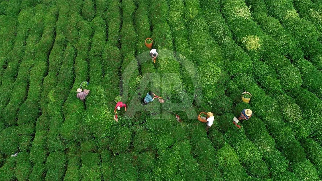 La cosecha de plantas de té en Rize, Turquía