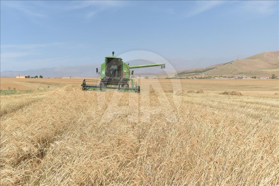 سلێمانی.. وەرزی دروێنەی دانەوێڵە