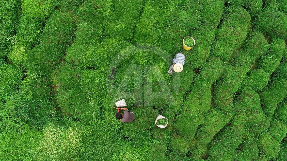 La cosecha de plantas de té en Rize, Turquía