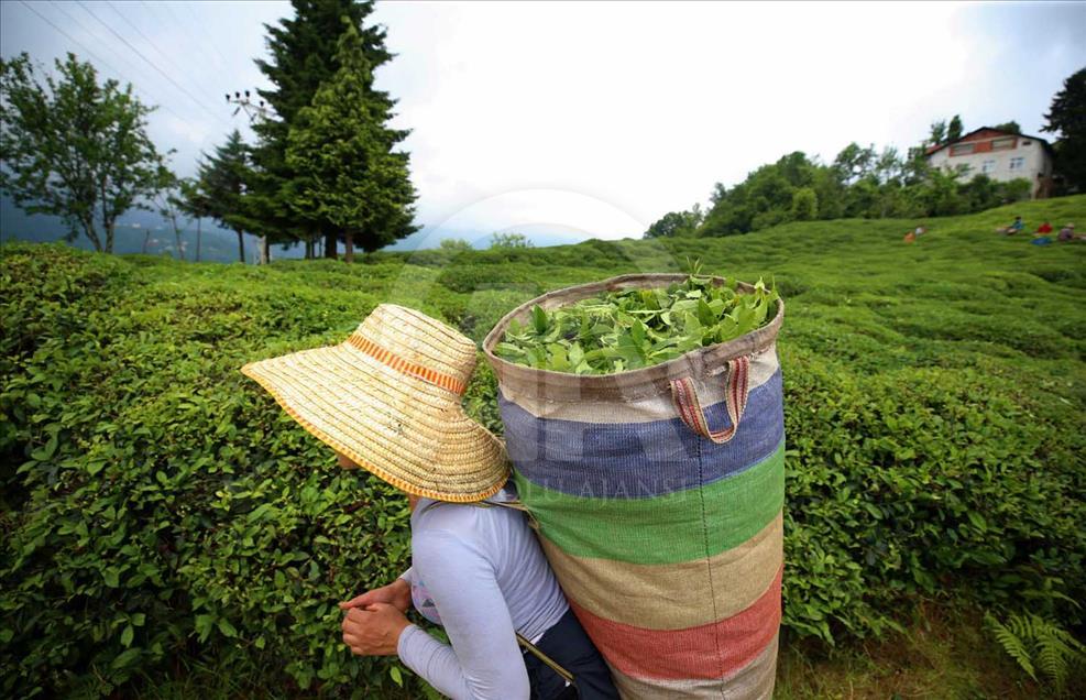 La cosecha de plantas de té en Rize, Turquía
