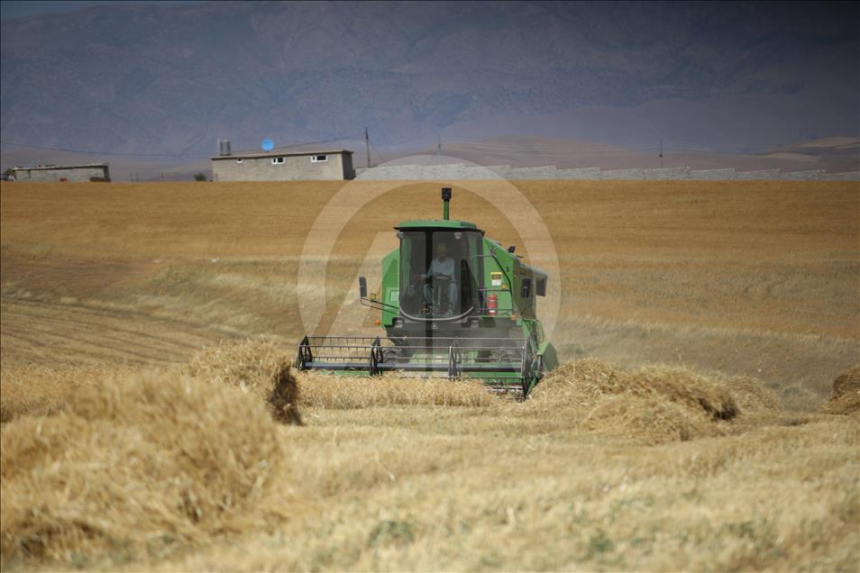 سلێمانی.. وەرزی دروێنەی دانەوێڵە