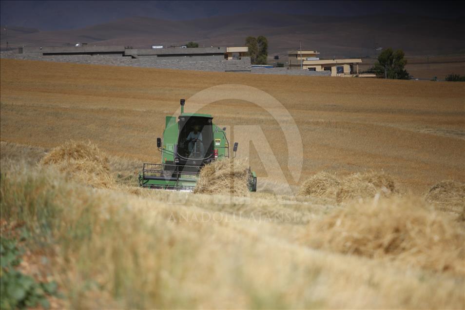 سلێمانی.. وەرزی دروێنەی دانەوێڵە