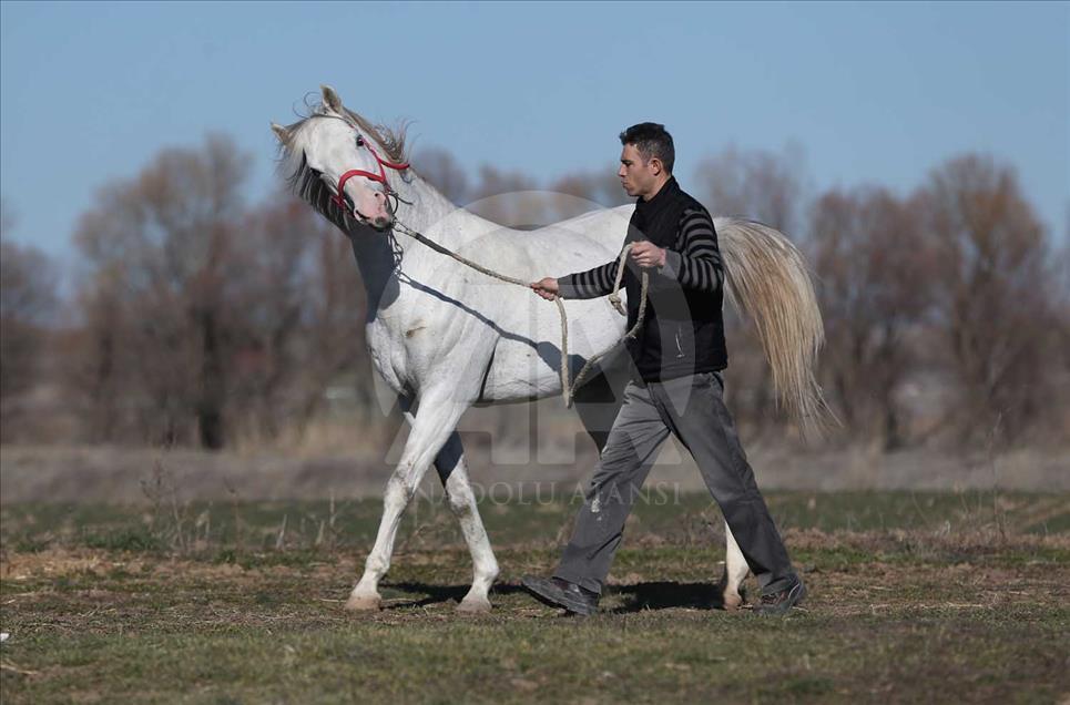 El caballo turco que ganará USD 600.000 al año en las pistas 
