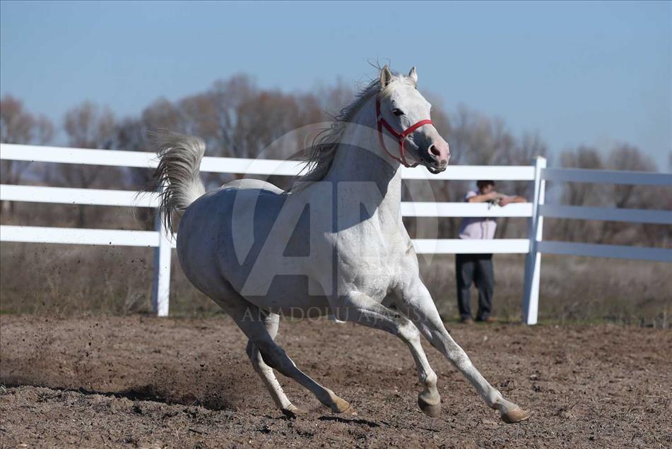 El caballo turco que ganará USD 600.000 al año en las pistas 
