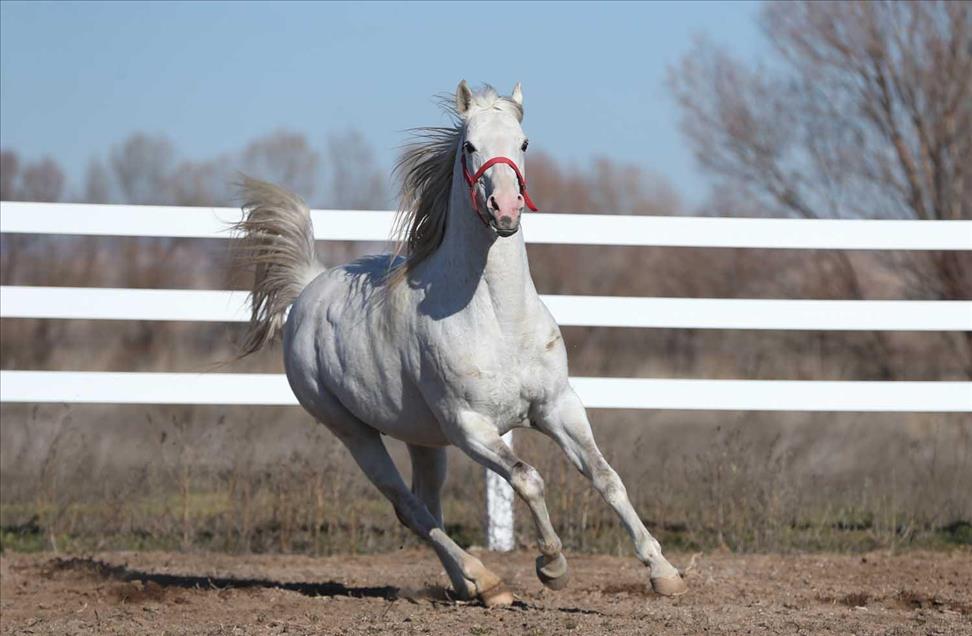 El caballo turco que ganará USD 600.000 al año en las pistas 