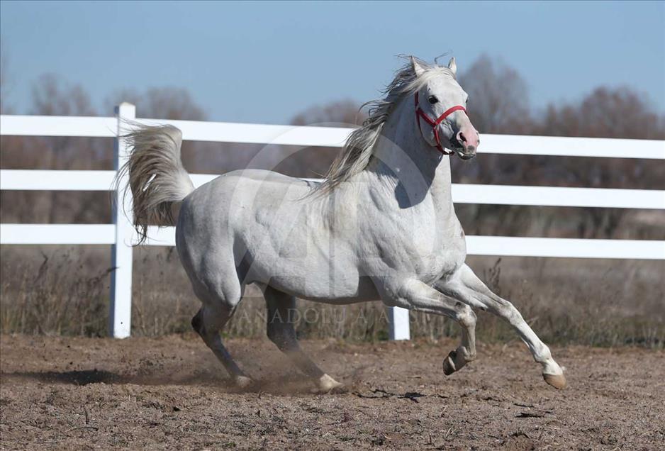 El caballo turco que ganará USD 600.000 al año en las pistas 