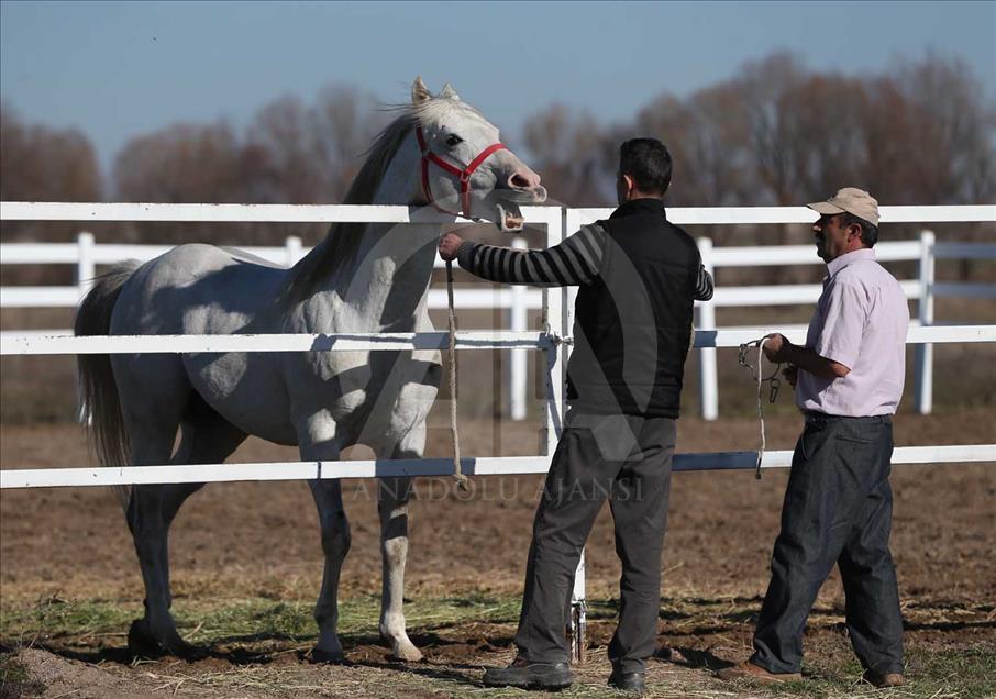 El caballo turco que ganará USD 600.000 al año en las pistas 