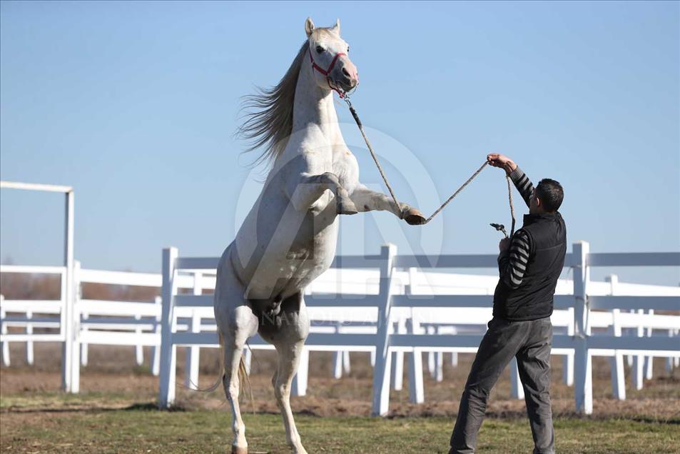 El caballo turco que ganará USD 600.000 al año en las pistas 