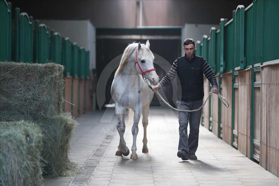 El caballo turco que ganará USD 600.000 al año en las pistas 