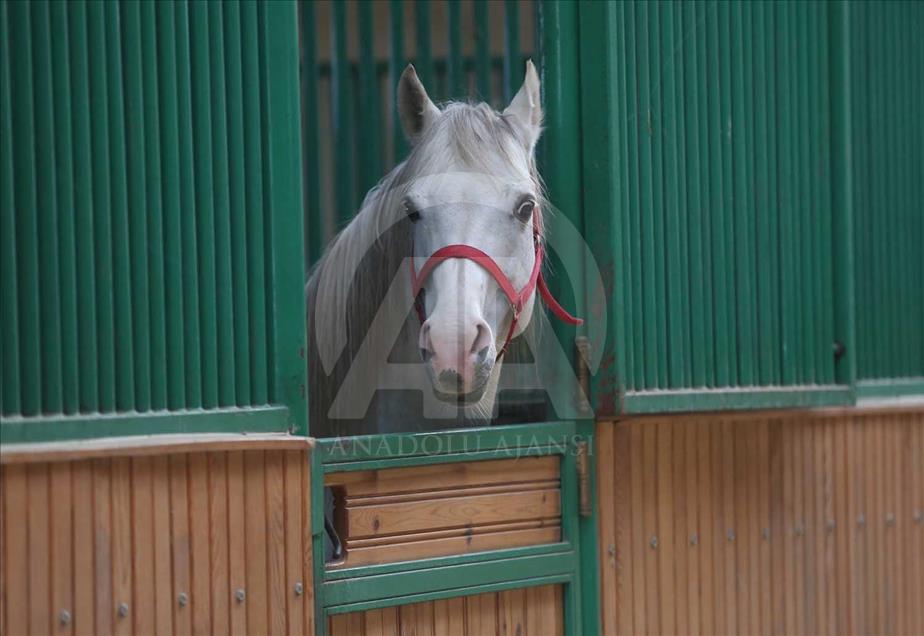 El caballo turco que ganará USD 600.000 al año en las pistas 