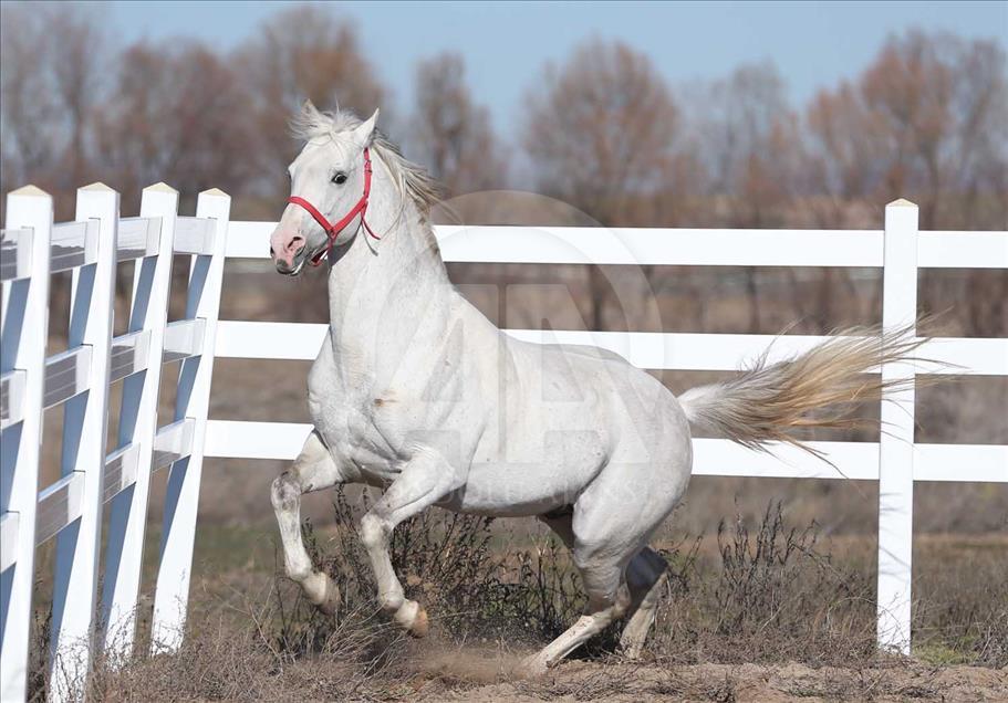 El caballo turco que ganará USD 600.000 al año en las pistas 