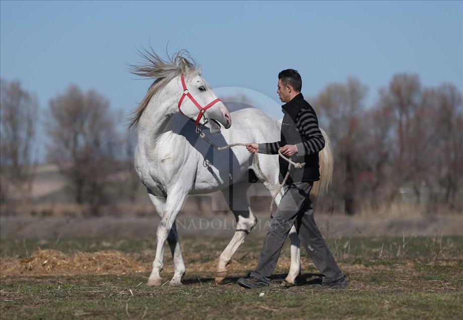El caballo turco que ganará USD 600.000 al año en las pistas 