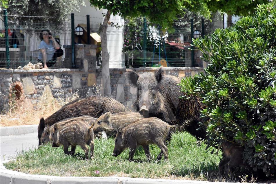 Jabalíes salvajes se toman las calles de Bodrum, Turquía