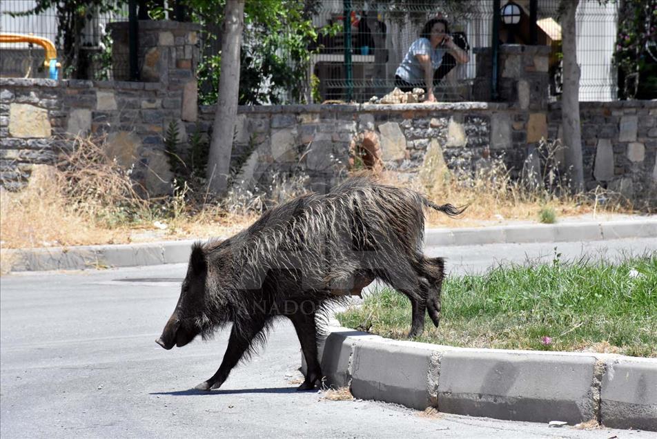 Jabalíes salvajes se toman las calles de Bodrum, Turquía