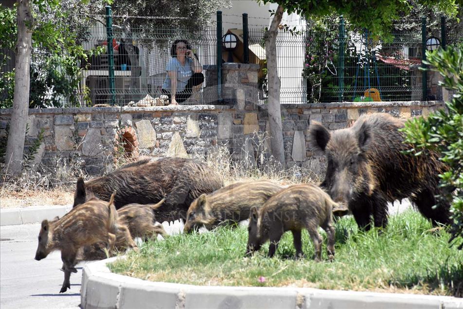 Jabalíes salvajes se toman las calles de Bodrum, Turquía
