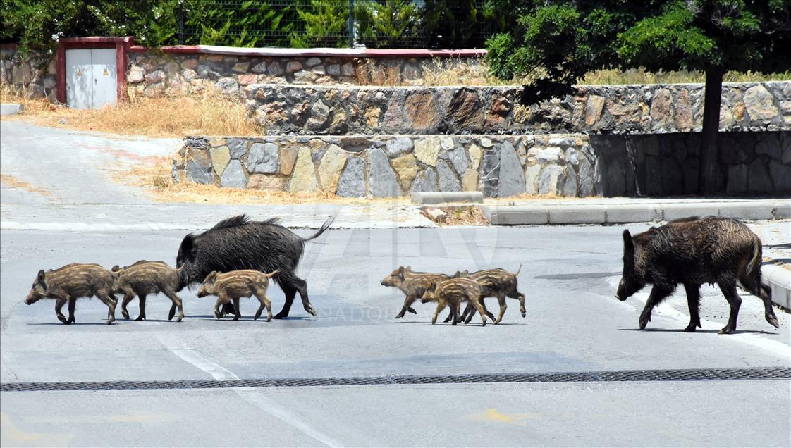 Bodrum'da aç kalan domuz sürüsü ilçe merkezine indi 