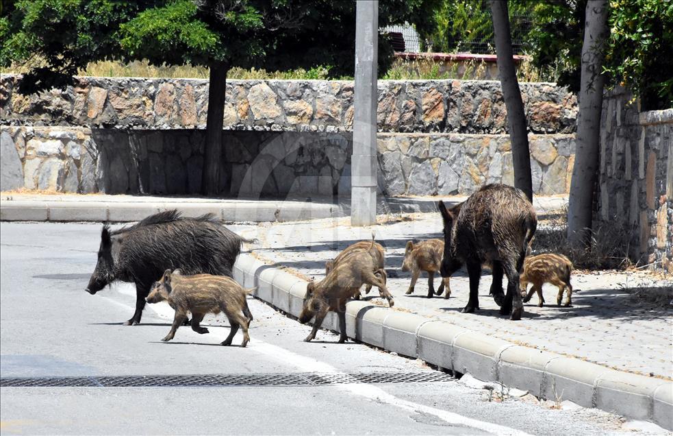 Bodrum'da aç kalan domuz sürüsü ilçe merkezine indi 