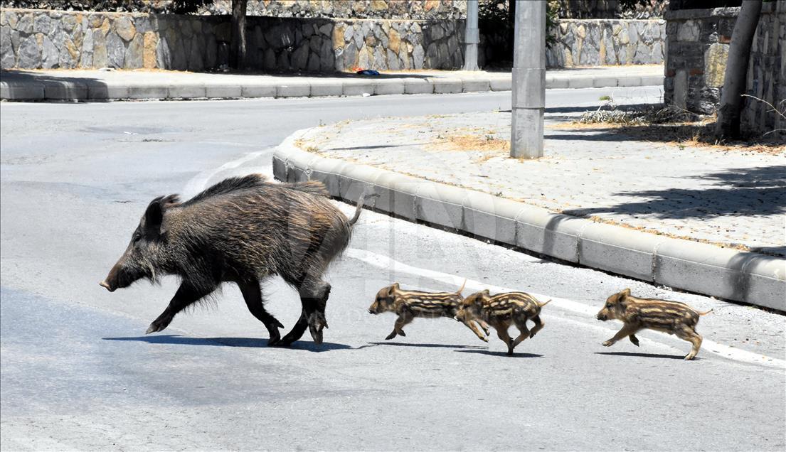 Bodrum'da aç kalan domuz sürüsü ilçe merkezine indi 