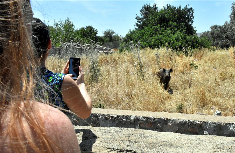 Bodrum'da aç kalan domuz sürüsü ilçe merkezine indi 