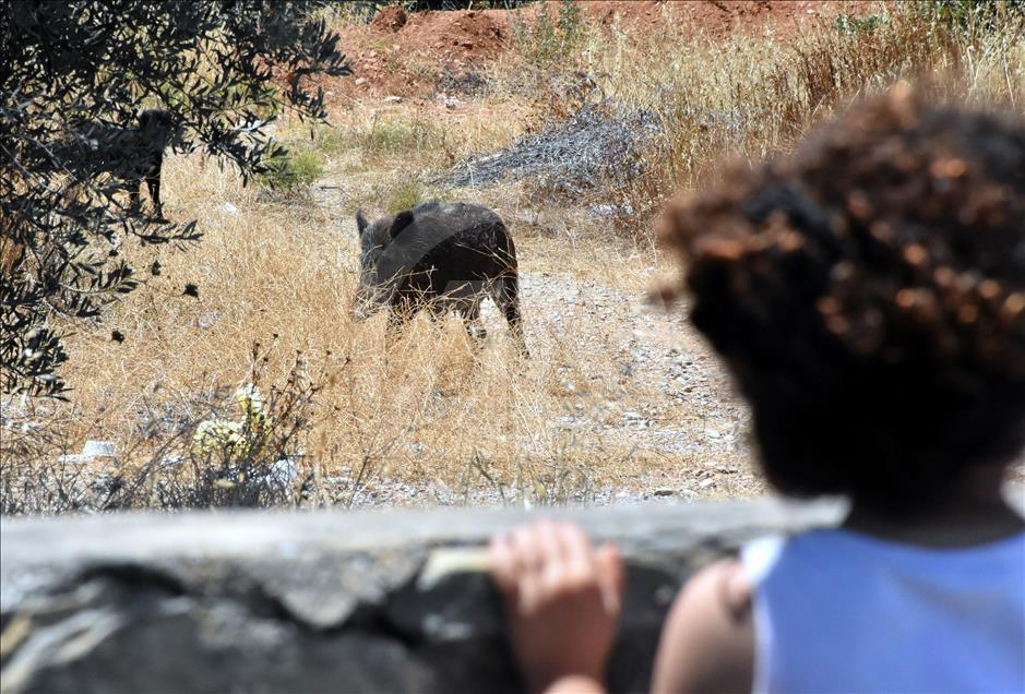 Bodrum'da aç kalan domuz sürüsü ilçe merkezine indi 