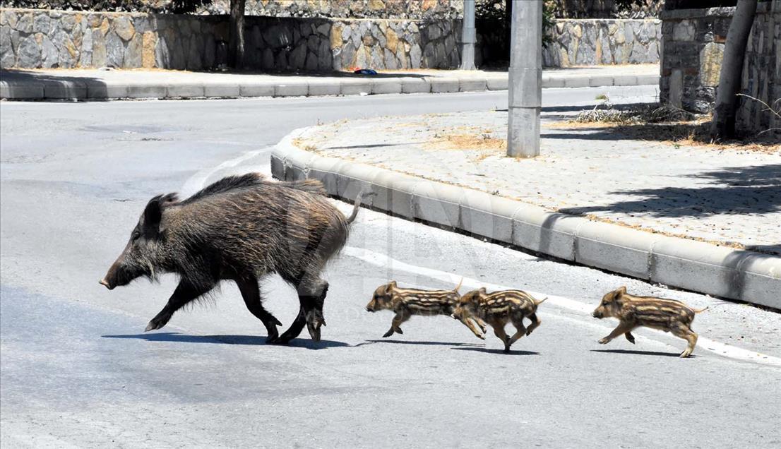 Jabalíes salvajes se toman las calles de Bodrum, Turquía