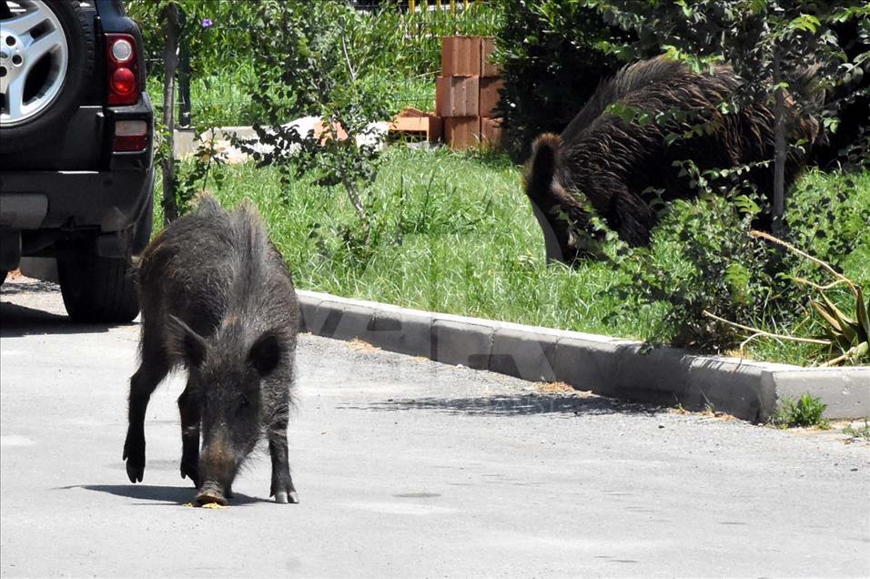 Jabalíes salvajes se toman las calles de Bodrum, Turquía