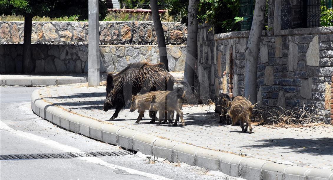 Bodrum'da aç kalan domuz sürüsü ilçe merkezine indi 
