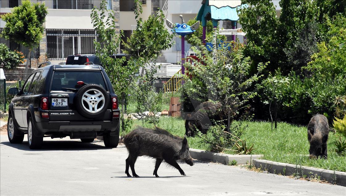Bodrum'da aç kalan domuz sürüsü ilçe merkezine indi 