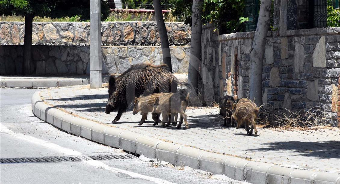 Jabalíes salvajes se toman las calles de Bodrum, Turquía